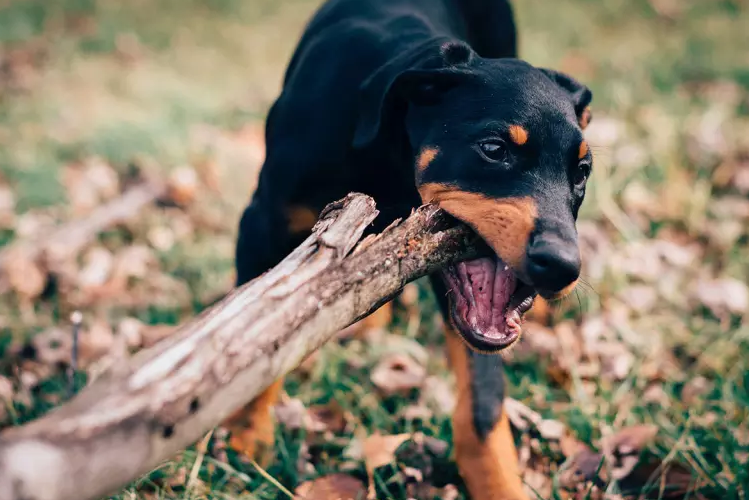 Illustration de l'article : 10 races de chiens considérées comme les plus enclines à l'apprentissage